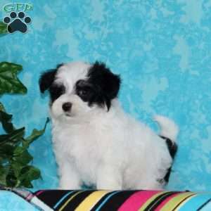 Jared, Maltipoo Puppy